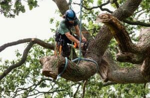 Tree Service Software used by Man cutting Tree Limb
