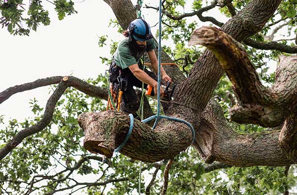 Tree Service Software