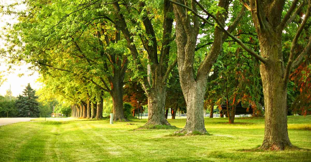 Your Comprehensive Guide on How to a Certified Arborist