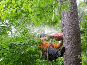 Successful Tree Plan in Action