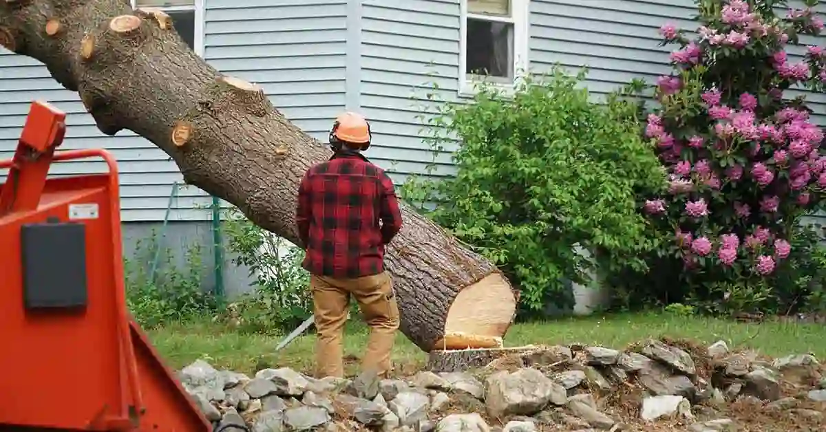 Featured image for - The Ultimate Guide to Crafting a Bulletproof Tree Business Plan